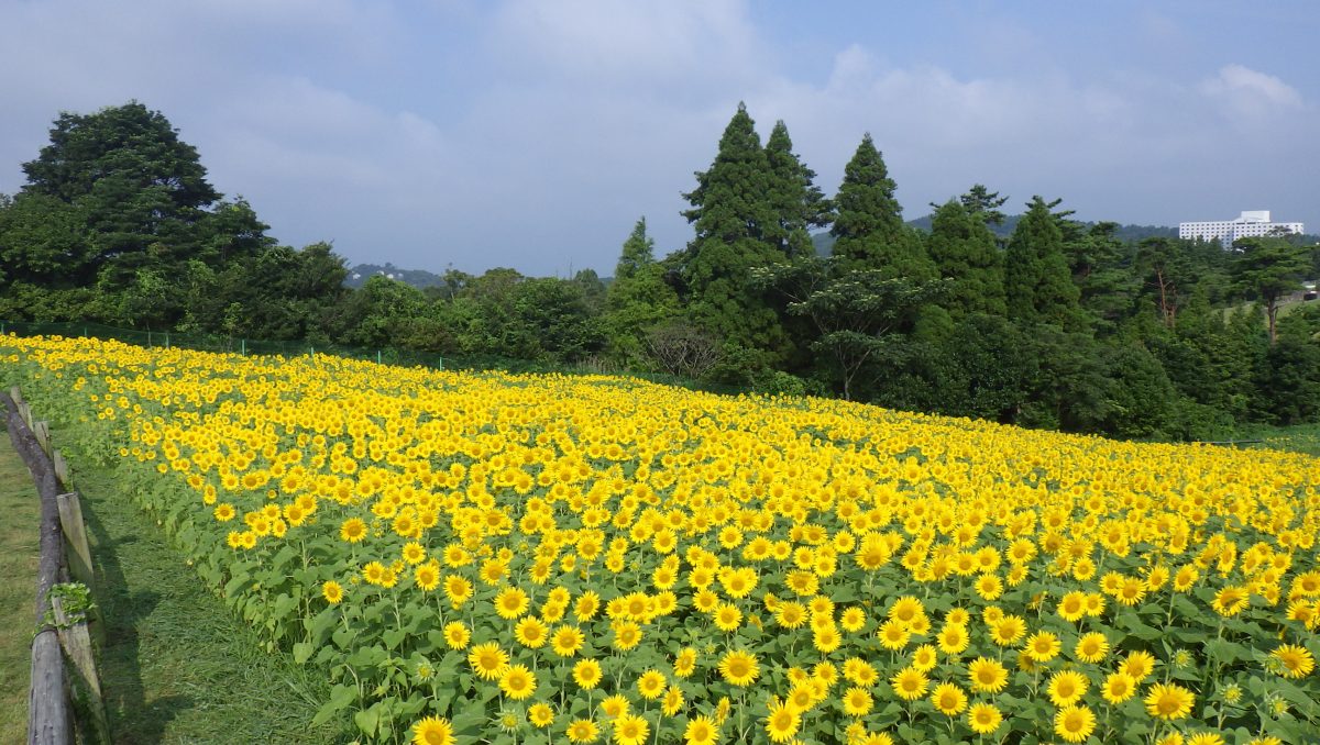 高千穂牧場のひまわり