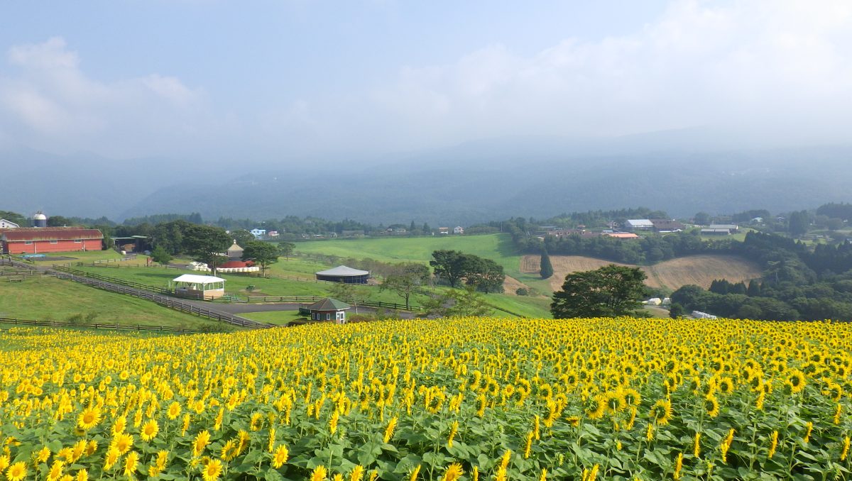 高千穂牧場のひまわり