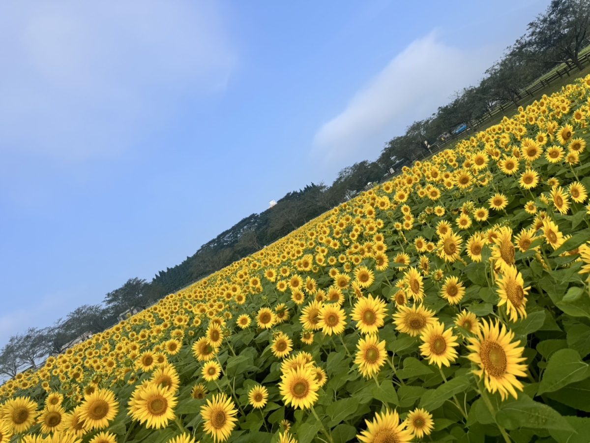 高千穂牧場のひまわり