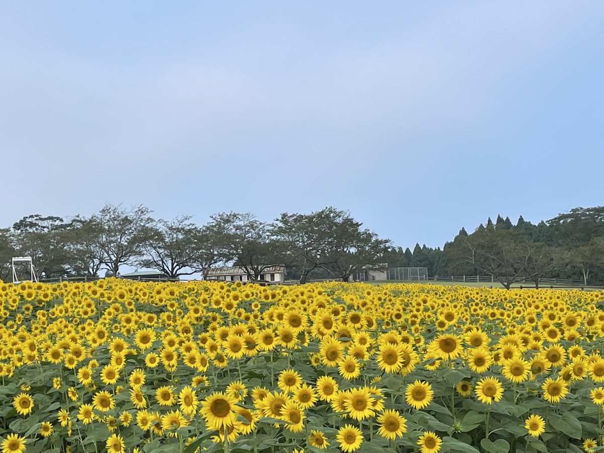 高千穂牧場のひまわり