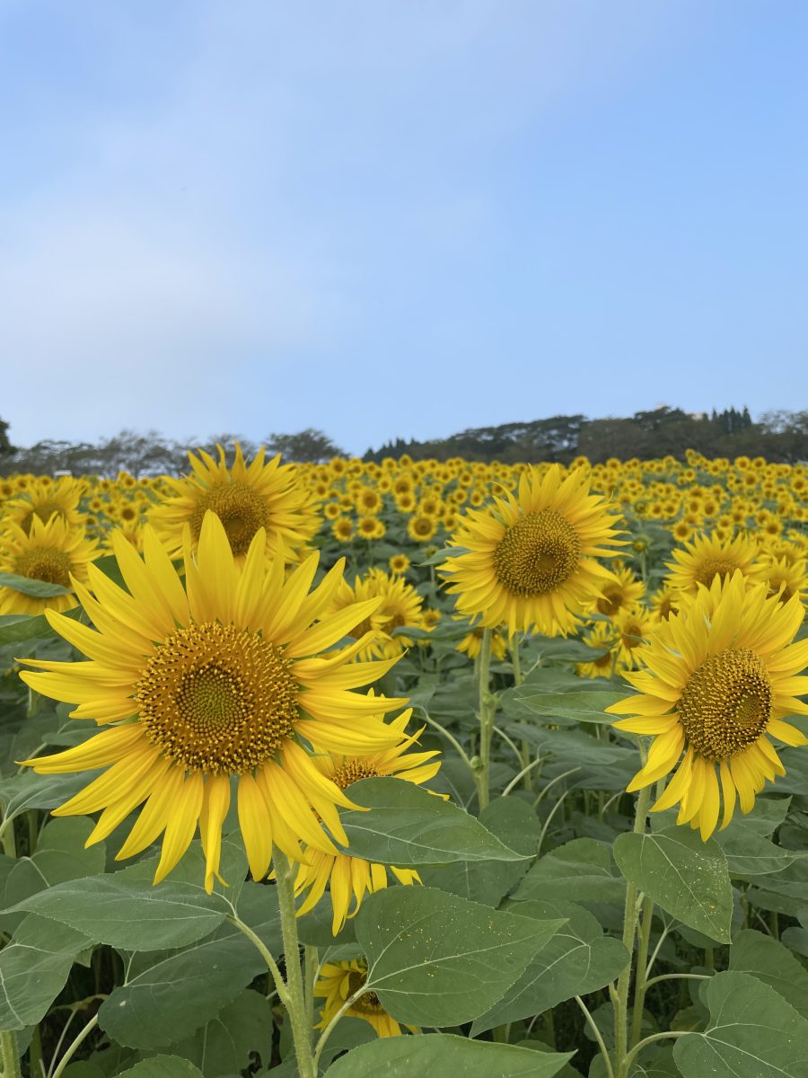 高千穂牧場のひまわり